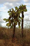 cactiiSansBoy.jpg