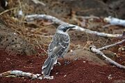 galapagosMockingbird.jpg