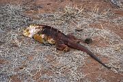 landIguana.jpg