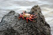 sallyLightfootCrab.jpg