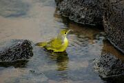 yellowFinch.jpg