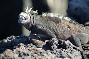 iguanaWithAnAttitude.jpg