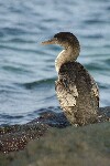 cormorant.JPG