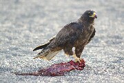 hawk1.JPG