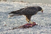 hawkDining.JPG