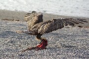 hawkEscape.JPG