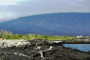 lava&driftwood.JPG