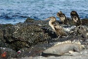 noFlyCormorants.JPG