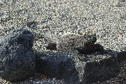 regalIguana.JPG