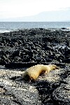 seaLionComfort.jpg