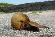 seaLionMom&Cub1.JPG