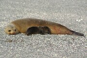 seaLionMom&Cub2.JPG