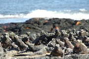 seaOfSeaIguanas.JPG