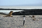 sealAndHawk.JPG