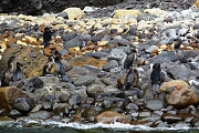 cormorantClub.JPG