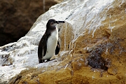 galaPenguin.JPG