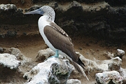 nobleBooby.JPG
