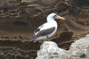 redBilledBooby.JPG