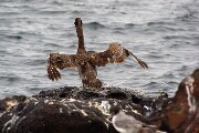 cormorantBack.JPG