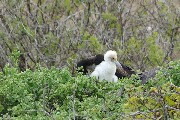 frigateChick.JPG