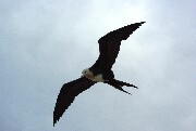 frigateFlight1.JPG