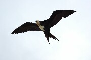 frigateFlight2.JPG