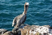 gullPreening1.JPG