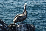 gullPreening2.JPG