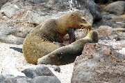 seaLionKiss.JPG