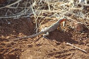 yetAnotherLavaLizard.JPG