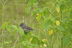 finch.jpg