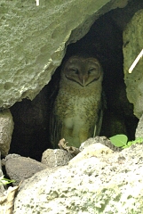 owl.jpg