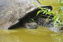 stealthTortoise.jpg
