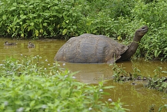 tortoiseAndDucks.jpg