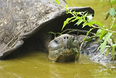tortoiseSmile.jpg